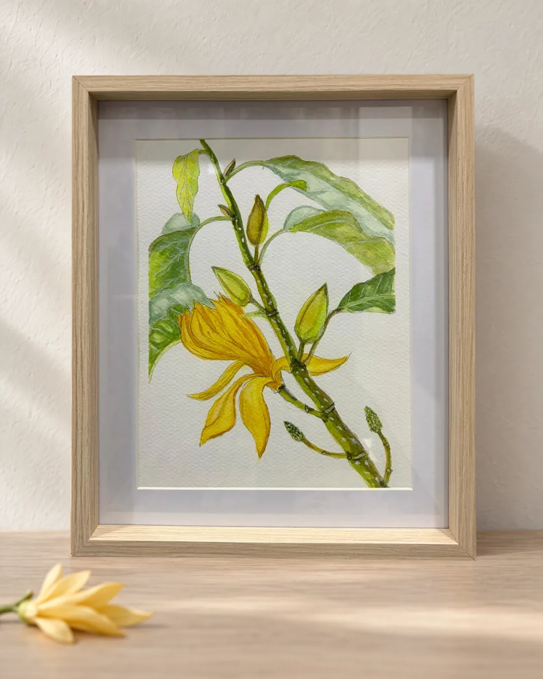 Champak: a framed botanical watercolour of a golden champak flower with green buds and leaves, standing on a pale oak table beside a single fresh blossom.